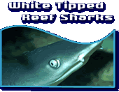 White Tipped Reef Sharks
